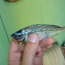 DSC00646.JPG