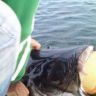 Catfish_05.jpg