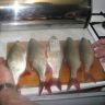 IMG_1726.jpg