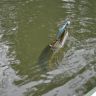 DSC_0678.JPG