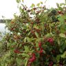 DSC01439.JPG