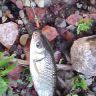 IMG0011A.jpg