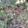Фото0491.jpg