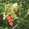 IMG_0345.JPG