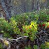 DSC02957.JPG