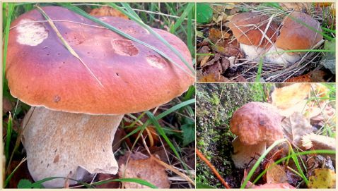   30    .   !  2017 / Boletus Edulis