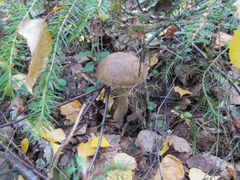   (Leccinum scabrum)