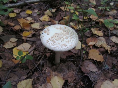   (Amanita citrina)