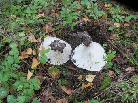   (Russula delica)