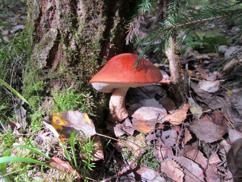   (Leccinum aurantiacum)