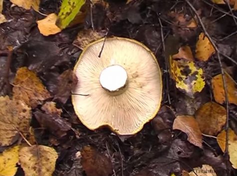   (Lactarius necator)