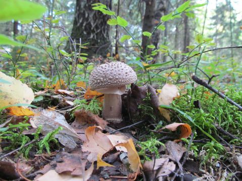  - (Amanita rubescens)