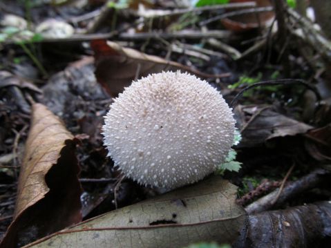   (Lycoperdon perlatum)