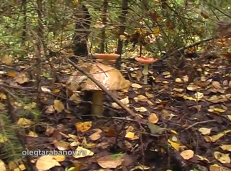   (Boletus edulis)