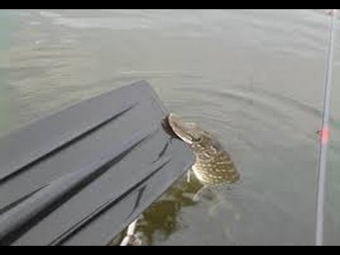 Top 5 Pike attacks