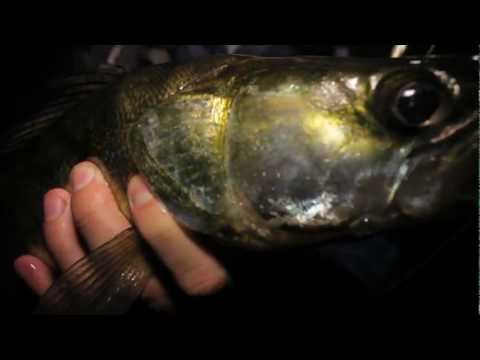    -   (Night Fishing)