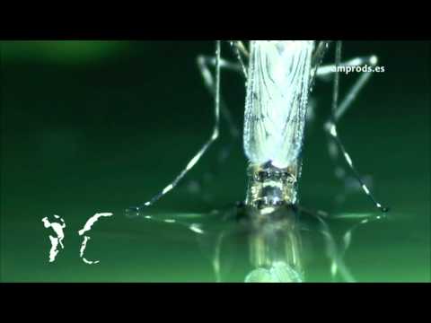 Mosquinator