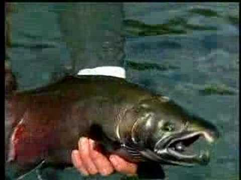    39