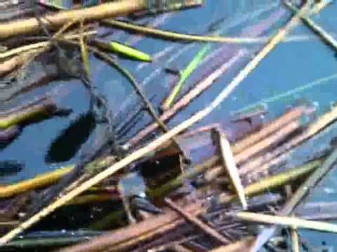 WP_20111022_134044Z_0.avi