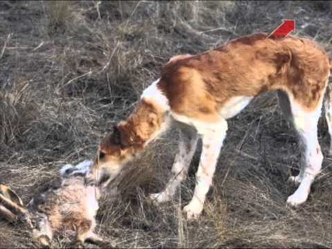   .   ( ) / Hunting with greyhounds