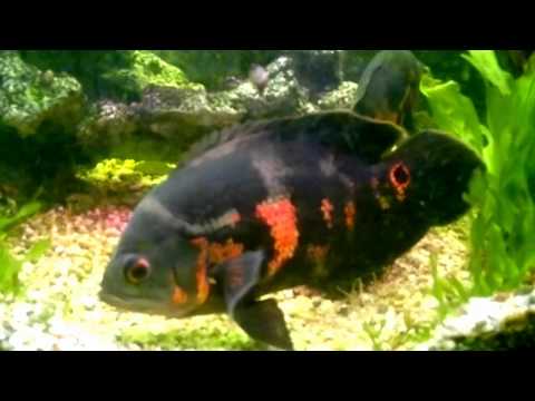      , 2     .mp4