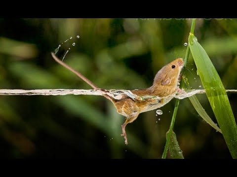 Giant Bass Eats a Mouse. Top Water Bass Fishing with a Moreau Mouse.