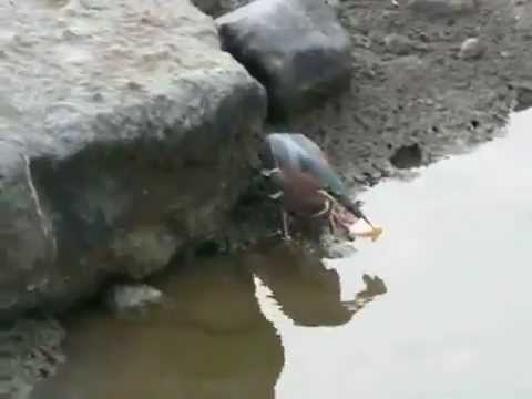 Clever Bird Goes Fishing
