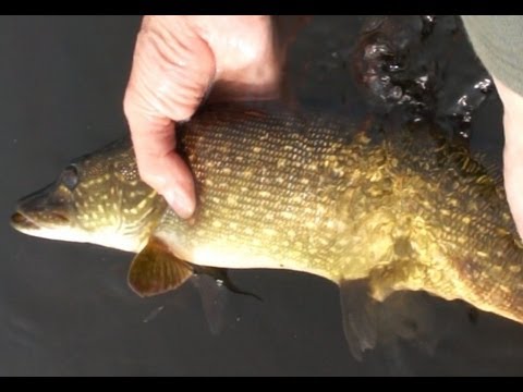 МК : Ловля щуки на съедобную резину видео Full HD
