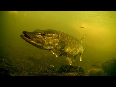 Perch & pike fishing with lures, strikes, underwater camera. Рыбалка окунь и щука на воблер балансир