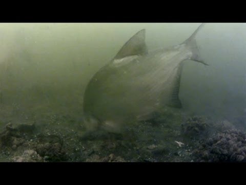 Feeder pod hladinou 2  (underwater feeder fishing)