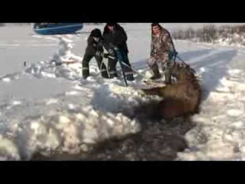     Saving the moose