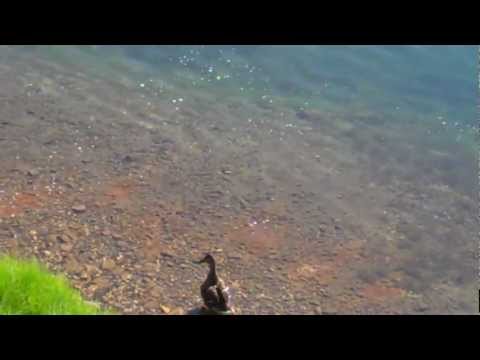  ,    (Attack of the pike, an attack on a duck).mp4