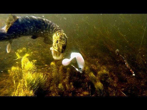 Bright softbait vs dark strikes attacks Fishing lures for pike perch bass zander muskie  